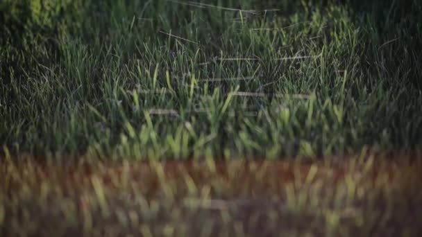 Cinematic footage of cobweb on green grass in the sunny morning. Spider web with sun rays through the morning dew on the grass on dawn — Stockvideo