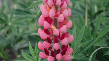 Bumblebee, kırmızı Russell hibrit lupunun çiçeklerinden Lupinus polyphyllus 'tan nektar ve polen topluyor. Kapat.
