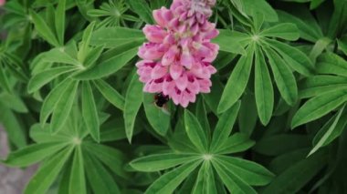 Bumblebee pembe lupin çiçeklerinden nektar ve polen topluyor. Kapat.
