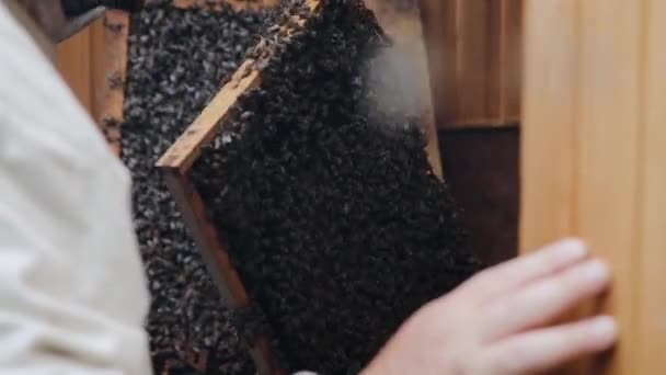 Medový rám ve včelařských rukách. Včelař drží rám, na kterém pracují včely. Včelí farmář zkoumá včely. Včelařský koncept — Stock video