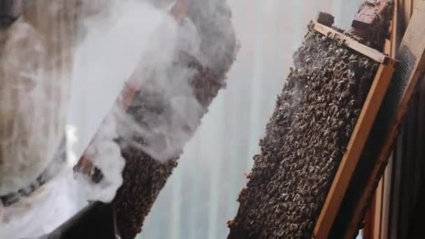 Апиарист успокаивает пчел с курильщиком пчел перед тем, как осмотреть пчел в улье. Пчеловод с помощью пчелиного улья курильщик возле пчелиного улья, чтобы успокоить пчел перед открытием для извлечения меда — стоковое видео