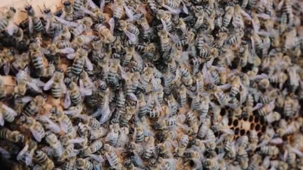 Muchas abejas melíferas en panal colmena recoger néctar de las flores en peine de hexágono. Una colonia de abejas — Vídeo de stock