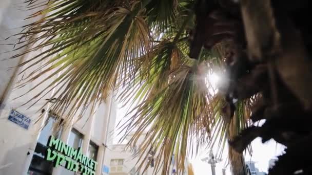 A tracking shot of light moving through the branches of palm tree. Mini market shop during shabbat in Tel Aviv Jaffa, January 2022 — Stock Video