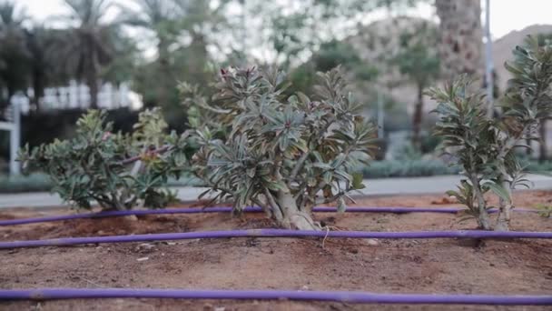 Σύστημα άρδευσης διακοσμητικών φυτών στην έρημο κοντά στο δρόμο. Ισραήλ — Αρχείο Βίντεο