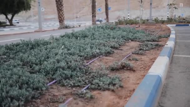 Druppelirrigatiesysteem voor decoratieve planten tegen droog klimaat in de woestijn in de buurt van de weg. Israël — Stockvideo
