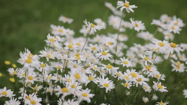 Field White Daisies Swaying Wind Meadow Lots Chamomiles — Stock Video
