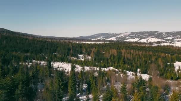 Luchtvlucht boven het bos in de winter. Met sneeuw bedekte bomen en kerstbomen op een zonnige ijzige ochtend. Prachtig berglandschap in de winter. — Stockvideo