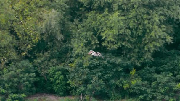 Pássaro voando em câmera lenta. O pássaro voa sobre um fundo da floresta acenando lentamente asas. A natureza selvagem — Vídeo de Stock