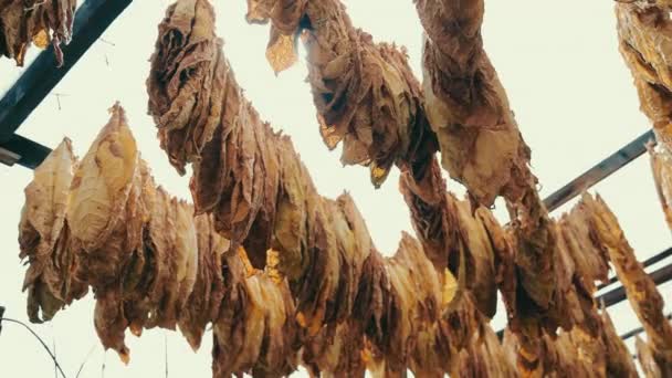 タバコの生産と温室での乾燥。タバコの乾燥と明るい空に向かってぶら下がっている. — ストック動画