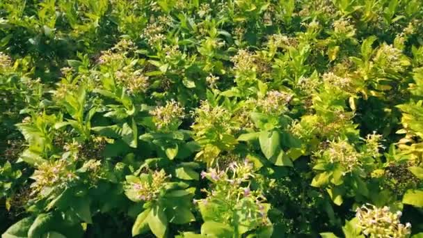 Cultivarea tutunului. Frunzele verzi mari de tutun și tutun înfloresc în câmp. — Videoclip de stoc