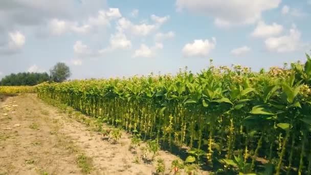 Tabaksplantage. Grote groene spruiten van thuis geteelde tabak — Stockvideo