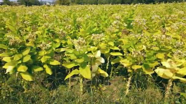 Cultivarea tutunului. Frunzele verzi mari de tutun și tutun înfloresc în câmp. — Videoclip de stoc