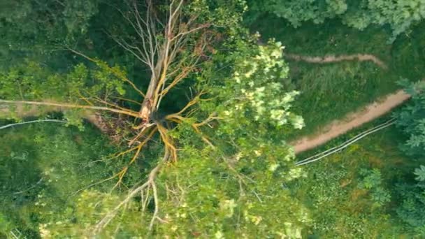Αεροφωτογραφία στην κορυφή Ο άνθρωπος τρέχει γρήγορα μέσα από το δάσος. Πρωινή ανοιξιάτικη διαδρομή στο καταπράσινο δάσος. — Αρχείο Βίντεο