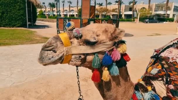 Camel close up decorated with colorful threads. Camel for tourists. — Stock Video