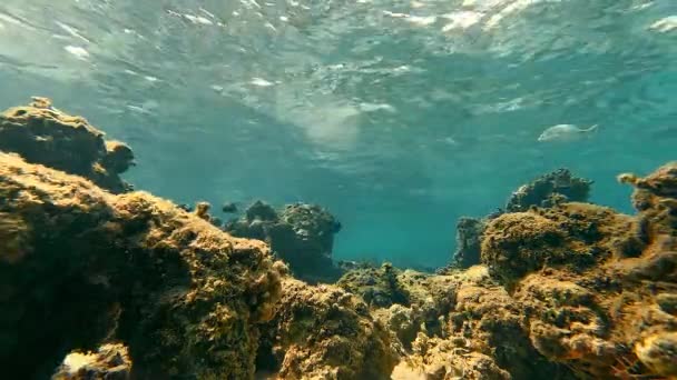 Grote tropische koraalgele vis BUTTERFLY drijvend in ondiep water in de warme rode zee. — Stockvideo