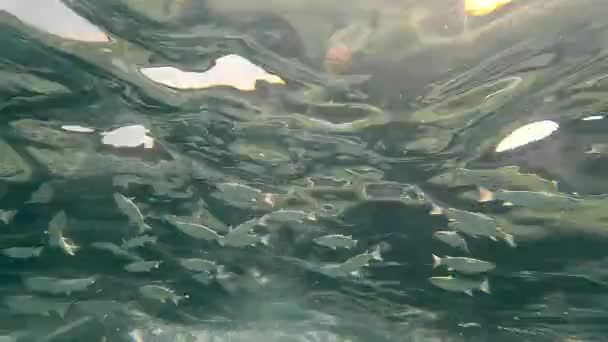 Gregge di pesci scolarizzazione riscaldamento sulla superficie del mare. Vista del pesce sott'acqua. — Video Stock