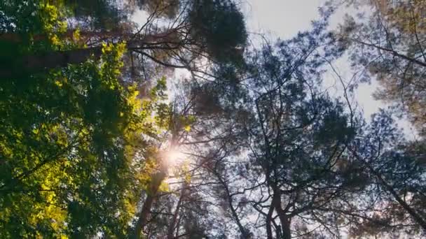 De zonnestralen breken door de boomtoppen. Boomtoppen in het bos en zonnestralen. Zicht op bomen van onderen, boomstammen — Stockvideo