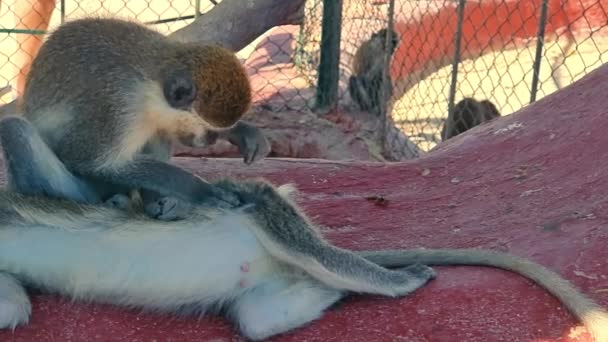 Two monkeys in the zoo. Monkey looks for fleas unrolling wool. — Stock Video