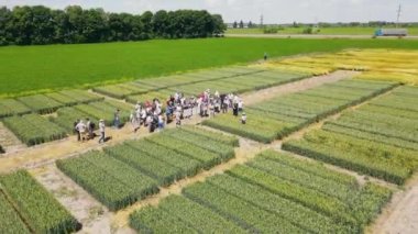 Farmers and agronomists are researching wheat and barley crops. A group of farmers in the field inspect areas of wheat. Aerial view