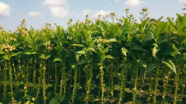 Plantația și cultivarea tutunului. Tutun verde cu frunze mari. Cultivarea tutunului la scară industrială — Videoclip de stoc
