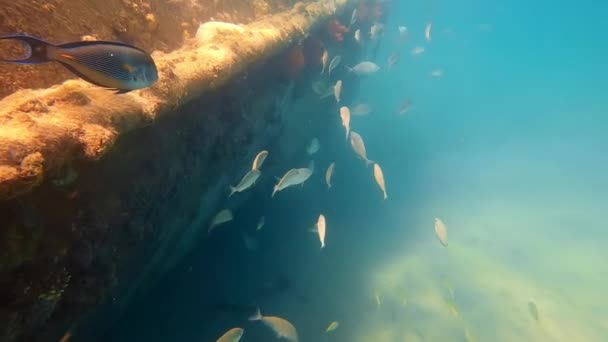 Havets undervattensvärld. Tropiska fiskar simmar i grunt vatten. Fantastisk havsvärld. Långsamma rörelser — Stockvideo