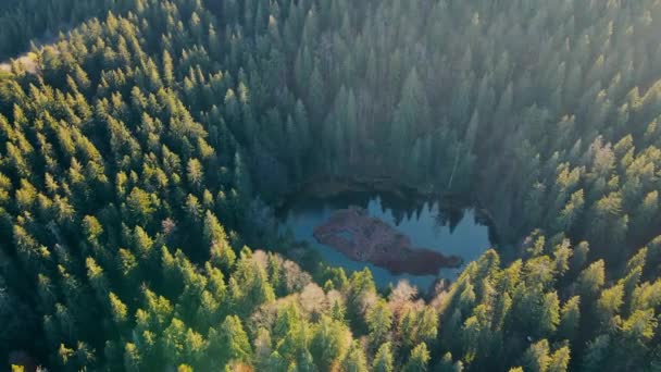 Красивая природа высокогорья. Живописное озеро, расположенное в лесу на вершине гор. Сказочное маленькое озеро в Украинских Карпатах. — стоковое видео