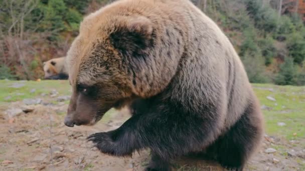 Medvěd hnědý jí jablko zblízka ve zpomaleném filmu. Medvěd v divočině drží červené jablko s tlapkou a jí ho. — Stock video