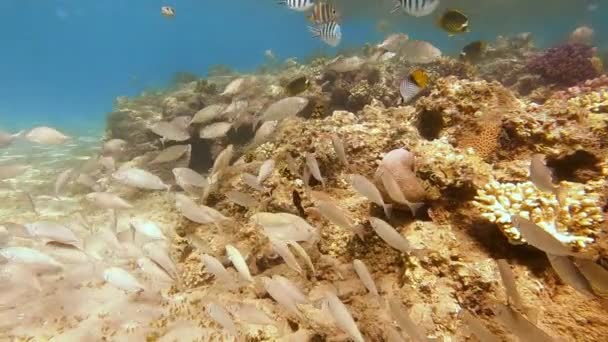 Prachtige onderwaterwereld. Veel kleurrijke vissen en een school witte vissen op zoek naar voedsel in de ondiepe wateren van de warme Rode Zee. — Stockvideo
