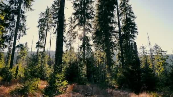 Magische Wiese in einem schönen Wald mit Weihnachtsbäumen und gelbem Gras. Sonnenstrahlen erhellen den Rasen. Wildnis. Naturpark in den Bergen. — Stockvideo