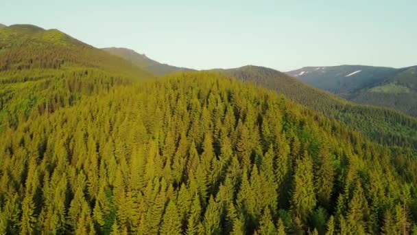 Landscape from a birds eye view over mountain trees. Picturesque Christmas trees in the mountains. Drone flight over a mountain covered with beautiful Christmas trees. forest of Christmas trees — Stock Video