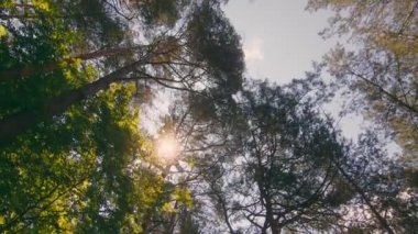 Ormandaki doğa. Ağaçların tepesinde parlayan güneş ışınları. Ormandaki dağ manzarası Yeşil ağaçlar ve güneş ışınları.