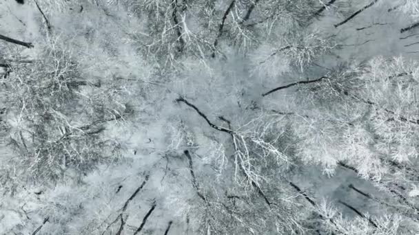 雪に覆われたその木の冬の葉の上の空中ビュー。パノラマの背景。冬のキツネのステッチは、冬のキツネに住んでいる野生の生き物の痕跡です。. — ストック動画