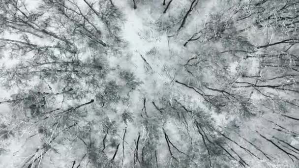 雪に覆われたその木の冬の葉の上の空中ビュー。パノラマの背景。冬のキツネのステッチは、冬のキツネに住んでいる野生の生き物の痕跡です。. — ストック動画