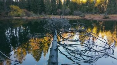 İnanılmaz bir doğa ve suda devrilmiş bir ağaç olan bir göl. Orman gölü. Gölde büyük bir ağaç ve kurumuş dallar var..