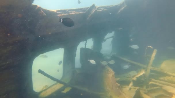 Portholes of a sunken ship in shallow water. Coral reefs that grew on the sunken ship and marine flora and fauna that settled nearby near the ship. Colored tropical fish. — Stock Video