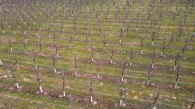 Baharın başında haşerelere karşı beyaz renkli gövdeli meyve ağaçlarının dikildiği tarlanın üstünde. Bahçede büyüyen genç meyve ağaçlarının insansız hava aracı görüntüsü. Tarımsal kavram