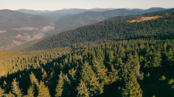 Prachtig berglandschap en ongerepte natuur. Plaatsen om te reizen. Natuurpark en oude kerstbomen. Vlucht over het beschermde gebied van de Karpaten. — Stockvideo