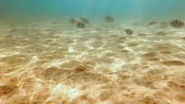 Vue latérale de poissons rayés nageant dans des eaux peu profondes à réfraction légère. Rayons solaires réfractés traversant l'eau, atteignant le fond de sable rempli de petits poissons, espace de copie. Concept de vie sous-marine — Video
