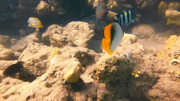 Vue rapprochée de poissons colorés nageant lentement sous la surface de l'eau en mer. La lumière du soleil tombe sur le fond de sable atteignant le récif corallien avec de petits poissons multicolores et des roches. Concept de faune sous-marine — Video