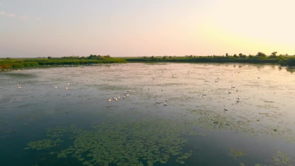 Hermoso lago con cisnes nadando y vegetación visible en la superficie en el crepúsculo temprano. Vista panorámica del pantano sereno natural con numerosos cisnes en rayos dorados durante la puesta del sol. Concepto de naturaleza — Vídeos de Stock