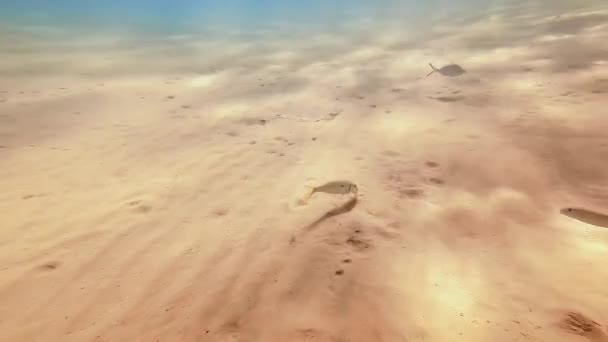 A flock of small sea fish floating in the shallows of the sandy bottom of the Red Sea. Underwater world of small fish. Sun glare reflects on the sandy bottom. — Stock Video