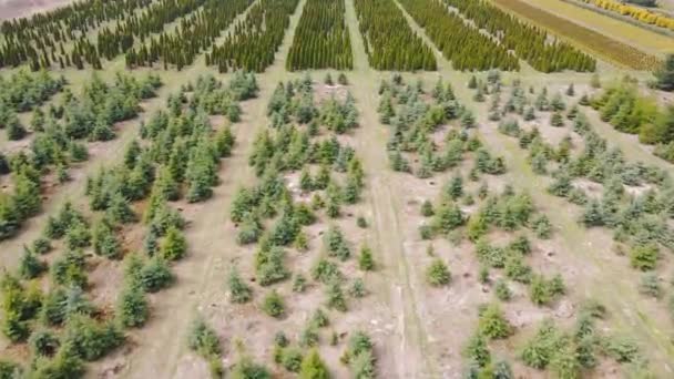 Coniferous saplings plantation planted in rows on field at daytime. Aerial view from drone of growing in rows spruces, firs, pine trees seedlings outdoors. Concept of agronomics — Stock Video