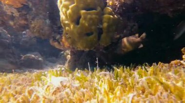 Cerrah balıkları güneş ışınlarında sığ sularda mercan resiflerinin üzerinde yüzerler.