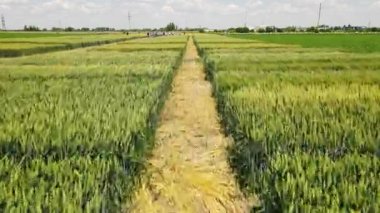 Farklı buğday ve buğday çeşitleri olan bir tarlada sulanır ve arka planda bir grup insan buğday ve buğdayla arsalara bakar..