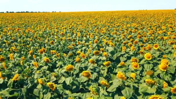 Aerial flying over a large field of sunflowers on a sunny day at low altitude. Growing sunflowers in large industrial quantities. — Vídeo de stock