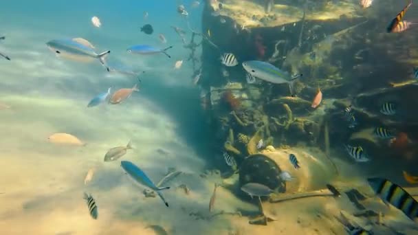 Amazing marine underwater world. Beautiful colored fish floating near the remains of a sunken ship. — Stockvideo