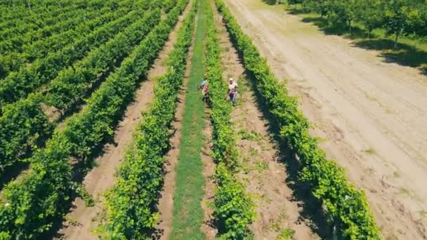 Cosecha y cuidado de la uva. Vista superior de las trabajadoras que cuidan y cultivan viñedos y cosechan uvas. — Vídeos de Stock