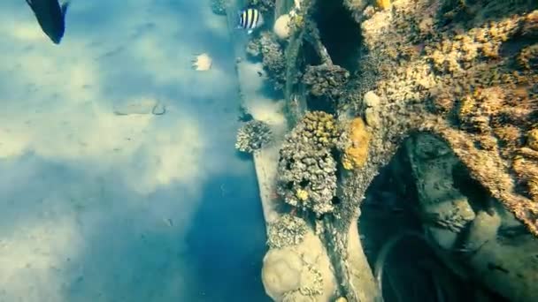 Vista do navio afundado. Corais marinhos subaquáticos e algas que encheram o navio e peixes tropicais flutuando ao redor das janelas dos navios. — Vídeo de Stock