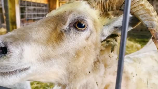 Cabra na fazenda olha para a câmera de perto. Olho de cabra perto. — Vídeo de Stock