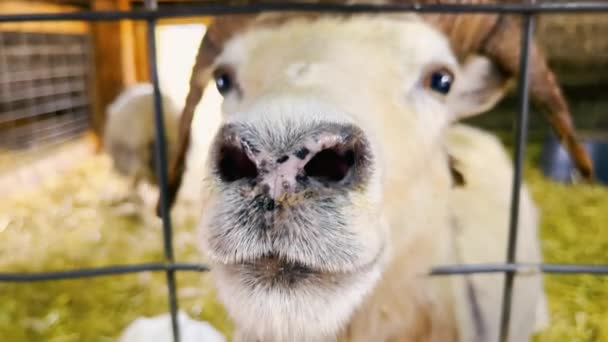 Une ferme de chèvres. Gros plan d'une chèvre passant à travers un filet. — Video